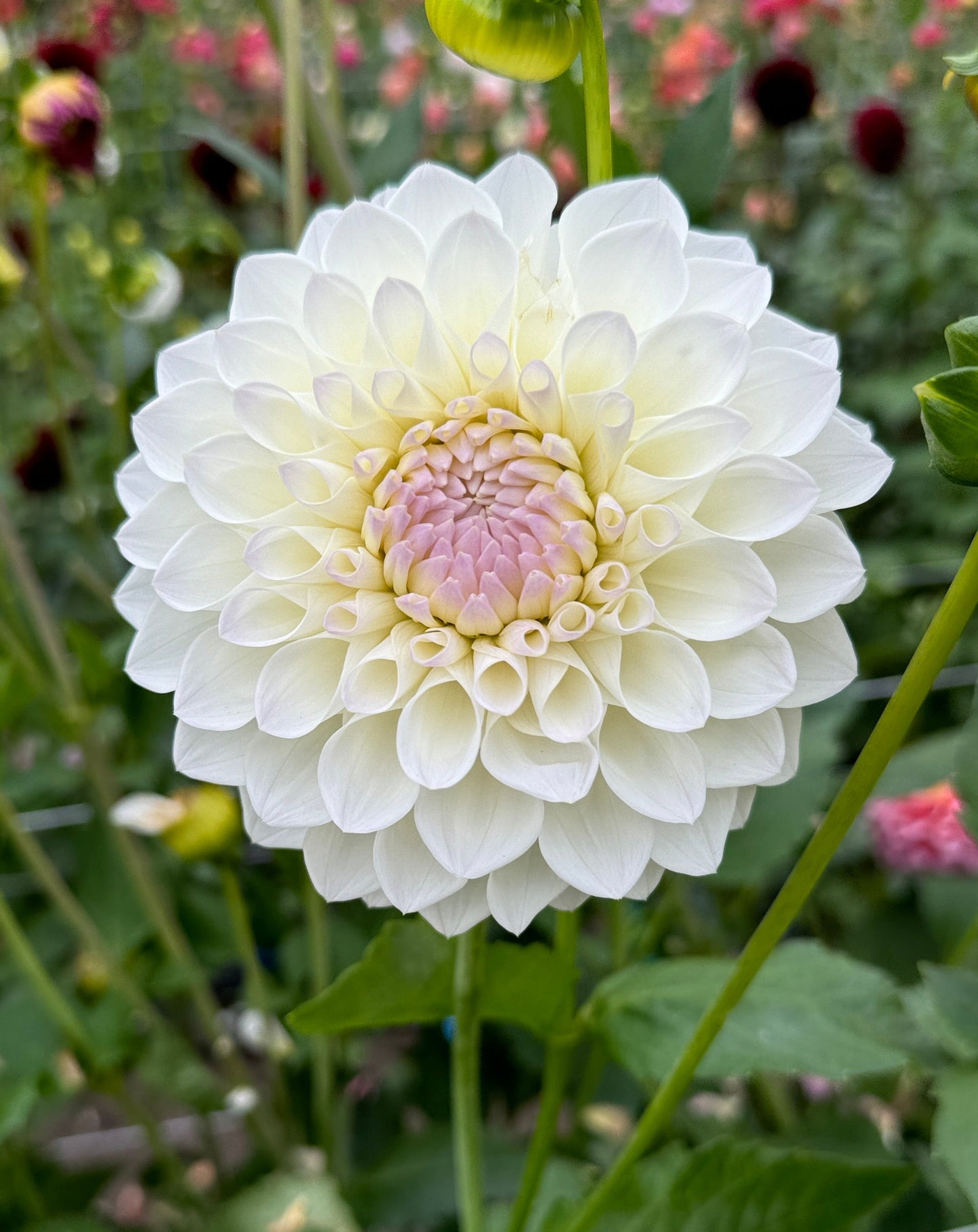 Ryecroft Brenda