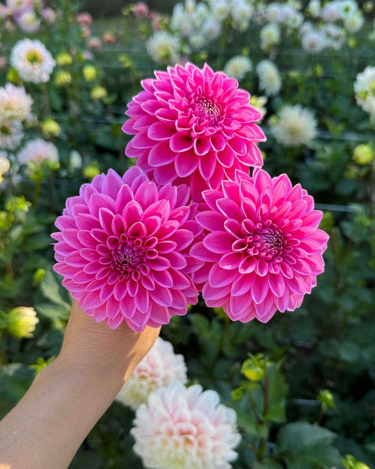 Pink Sylvia