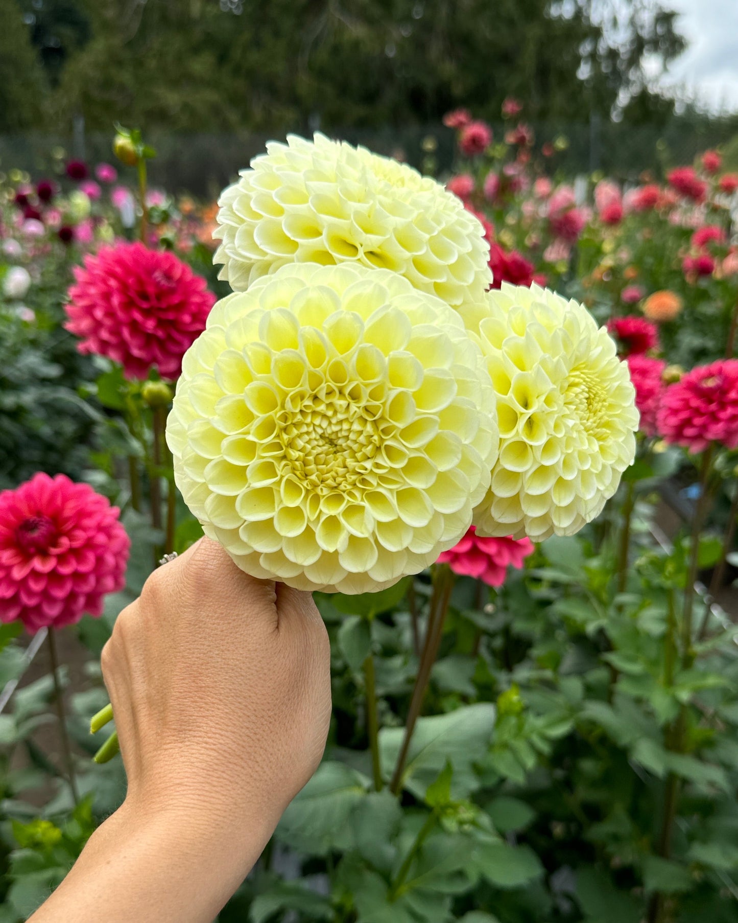 MM Buttercream