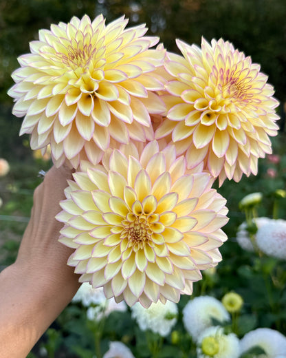 Bloomquist Blush