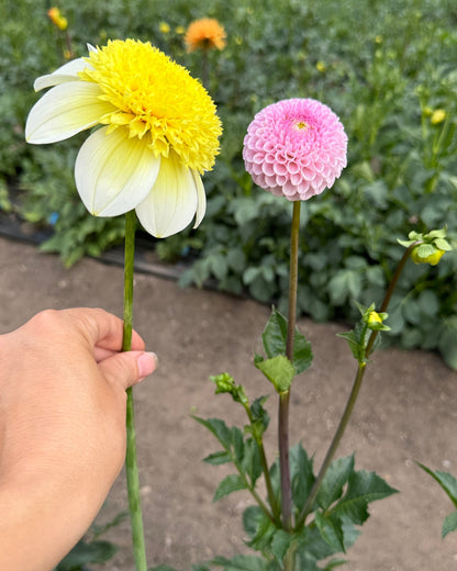 Sandia Summertime