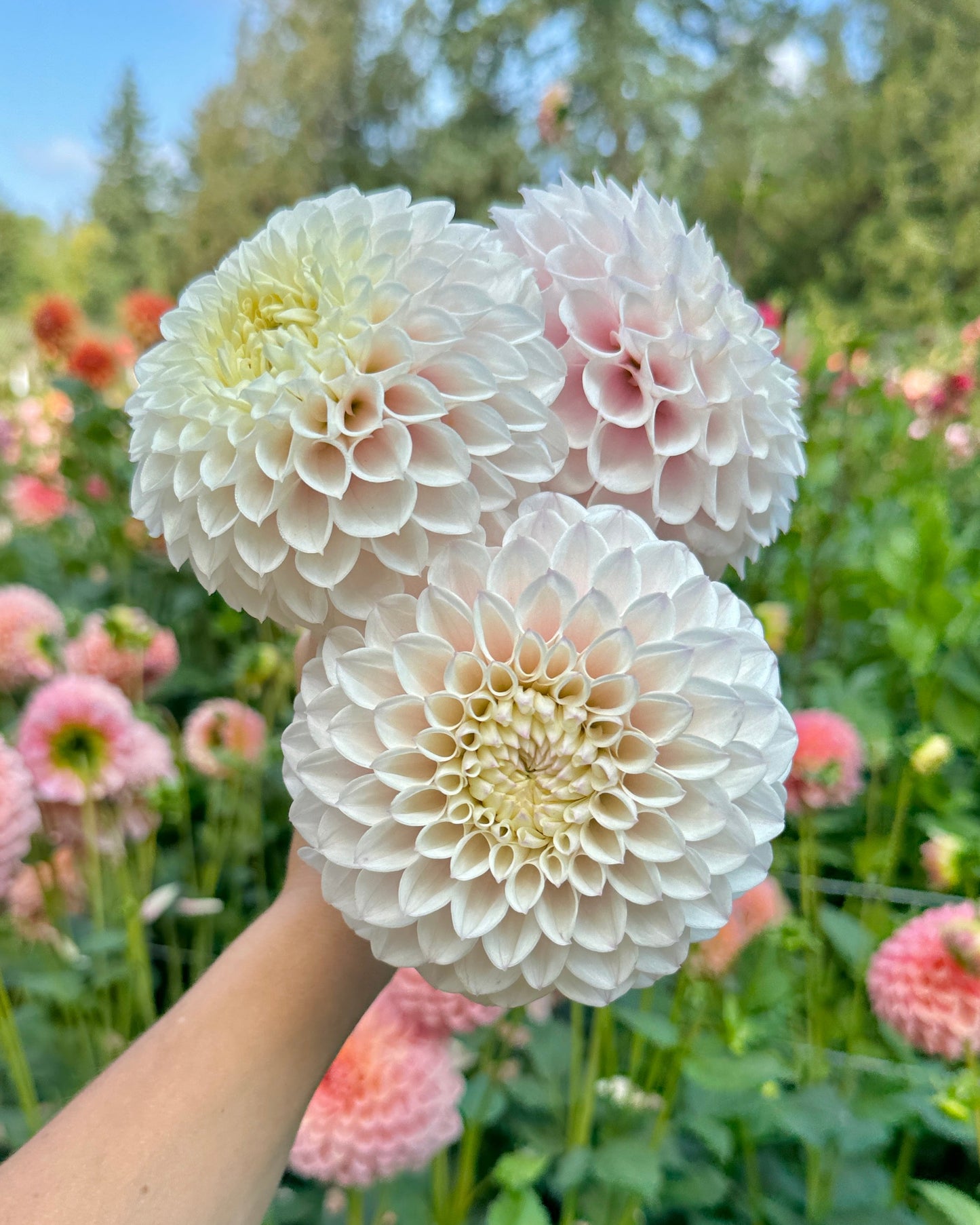 Pink Pearl