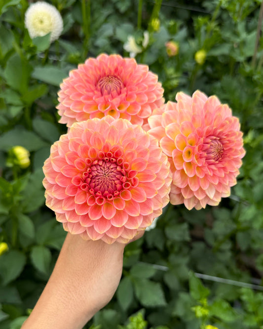 20th Ave Softer Peach