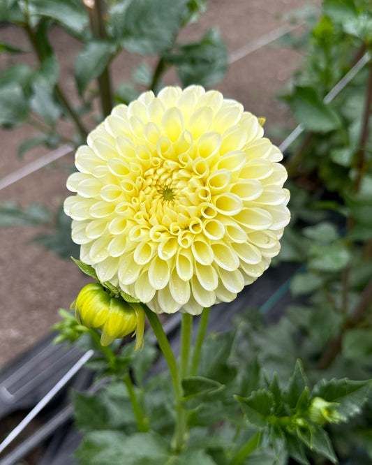Skipley Moonglow