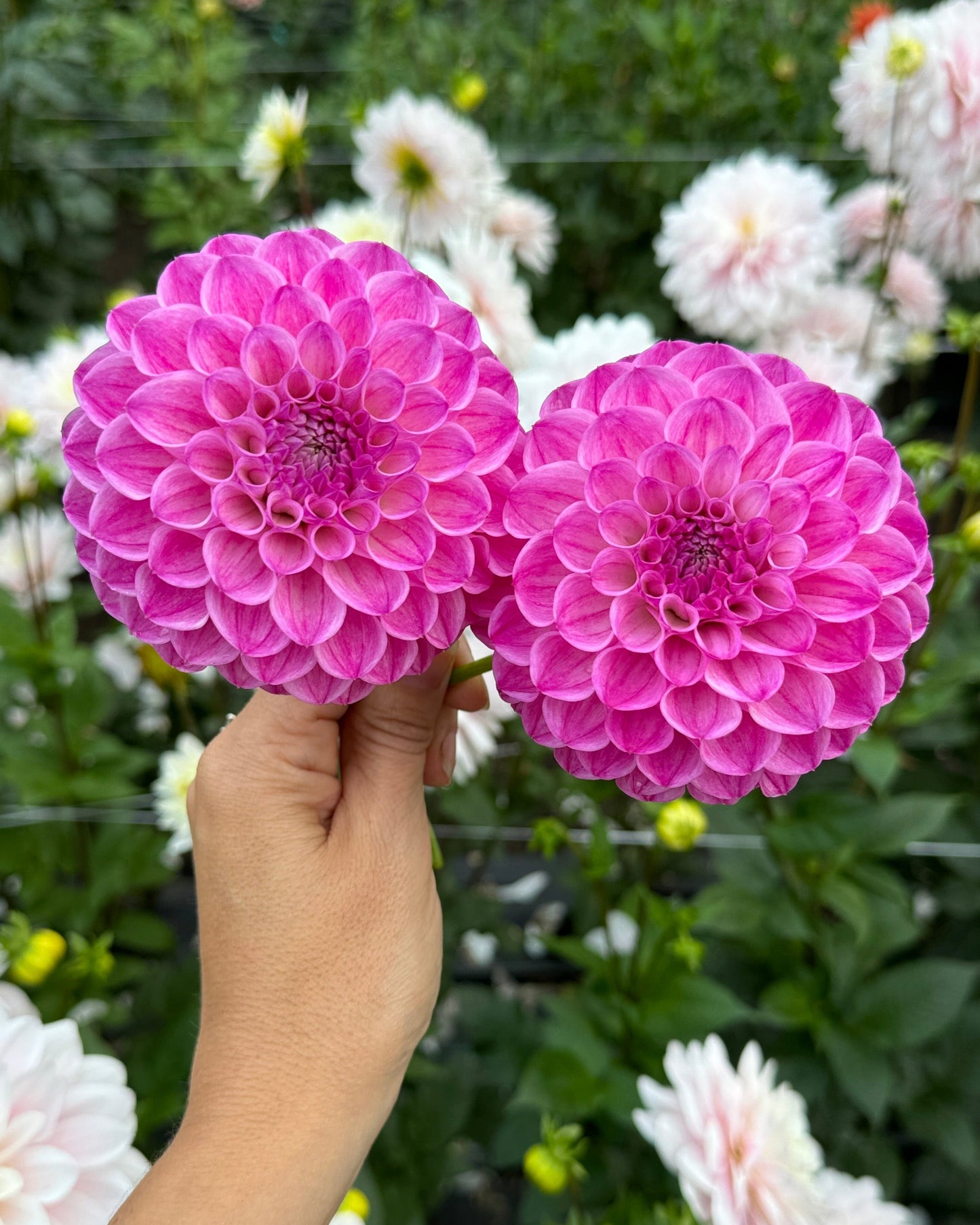 Pink Robinhood