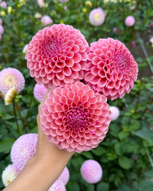 Bracken Rose
