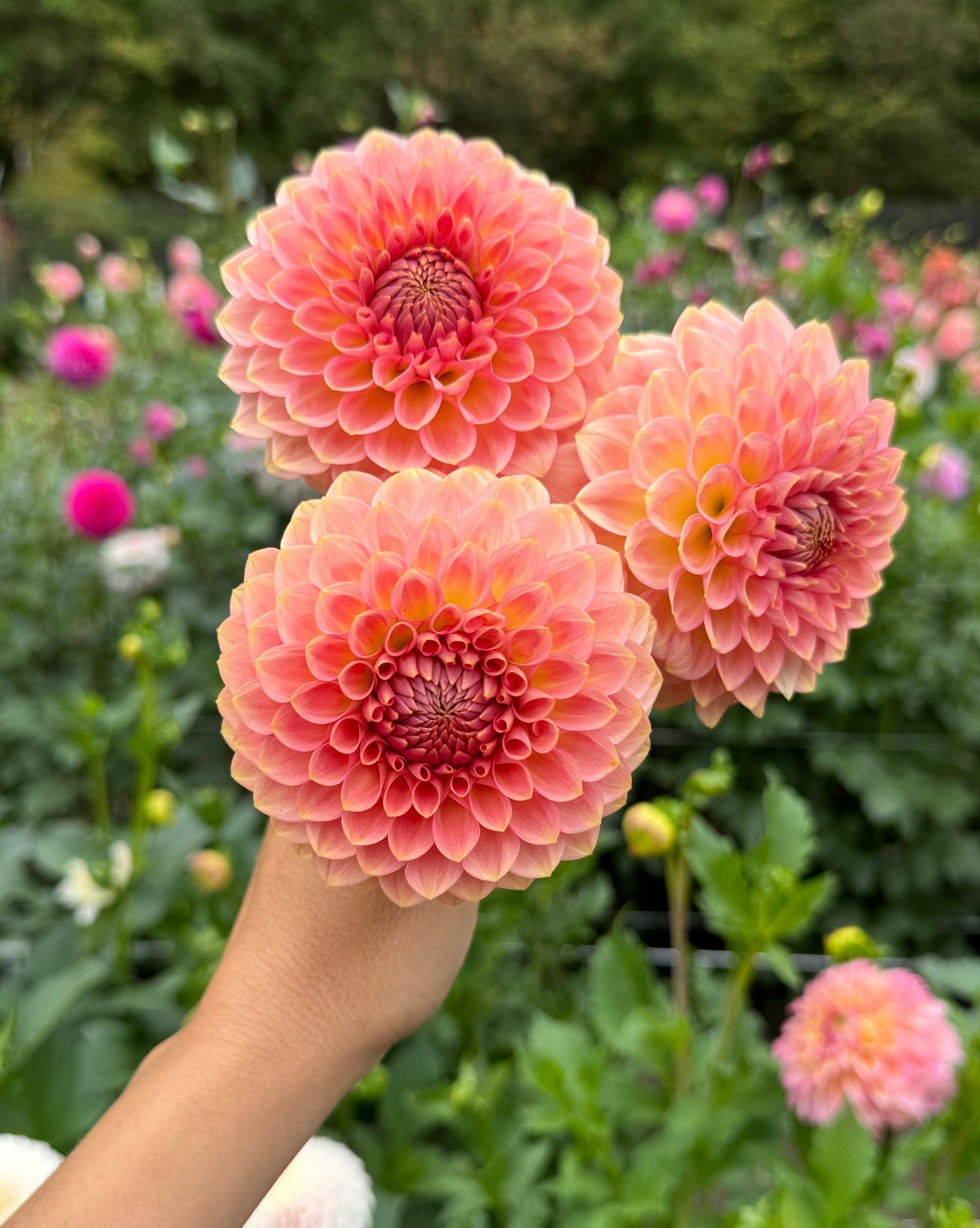 20th Ave Softer Peach