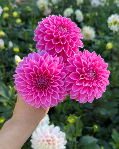 Pink Sylvia