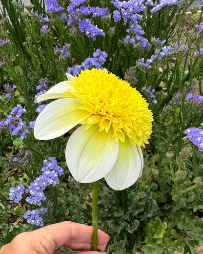 Sandia Summertime