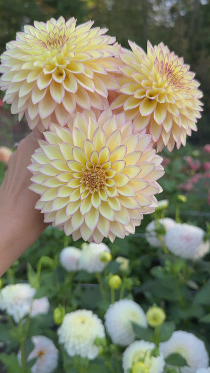 Bloomquist Blush