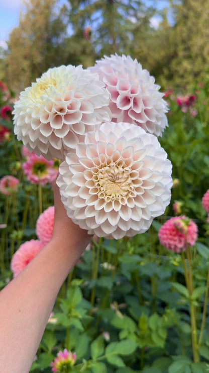 Pink Pearl